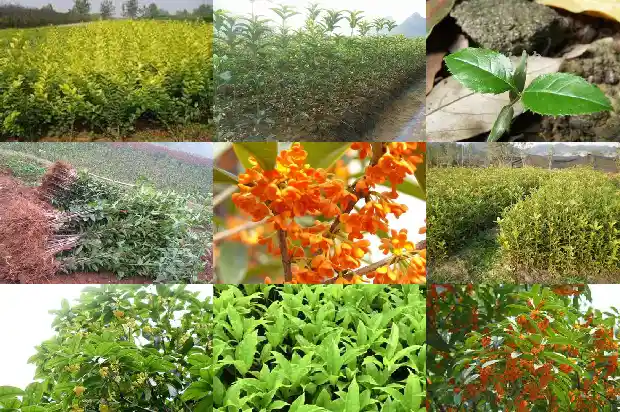 桂花味道太难闻了怎么办1685234615889