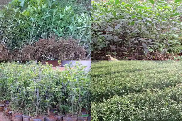 桂花味道太难闻了怎么办1685234615937