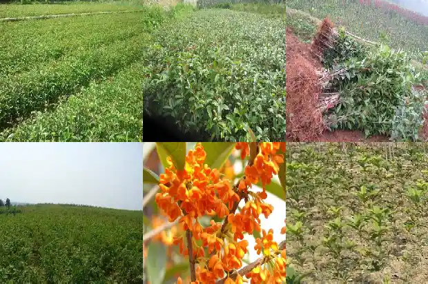 桂花味道好闻吗1685234638156
