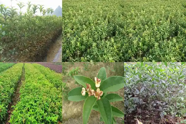 做酒糟能放点桂花吗1689381660331