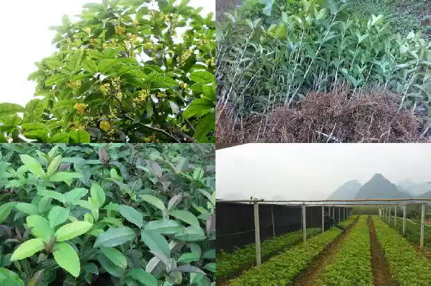 8月桂花树怎样识别生长的1688350742165