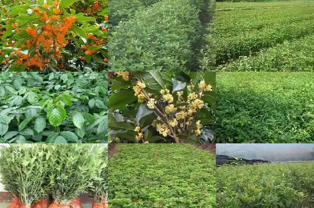 桂花香好不好闻1685234705396