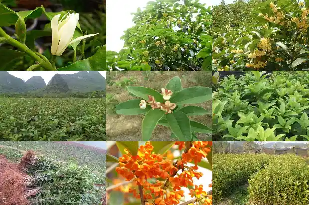 觉得桂花不好闻什么原因1685234763763