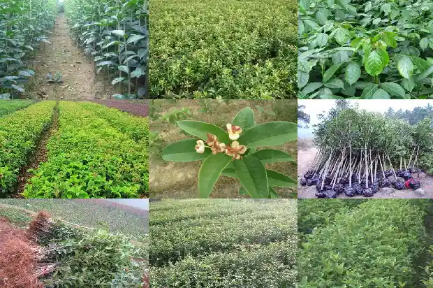桂花的味道好闻吗有毒吗1685234770925