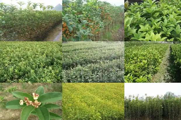 桂花乌龙茶孕妇可以喝吗早期1689467612915
