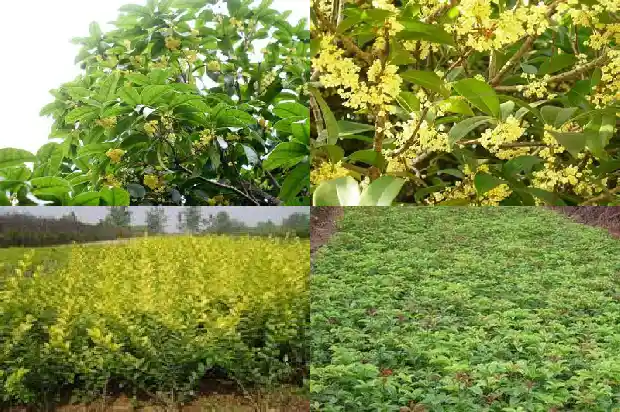 桂花好闻吗?1685234780592