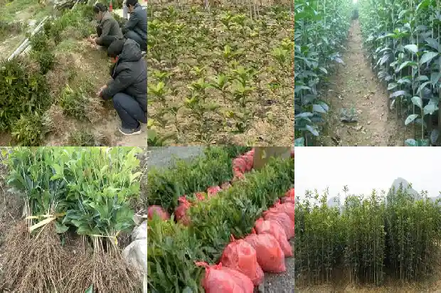 桂花香好闻吗1685234791834