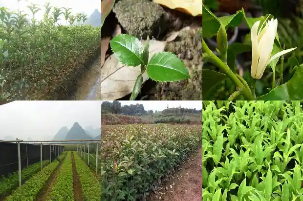 桂花香好闻吗1685234791881