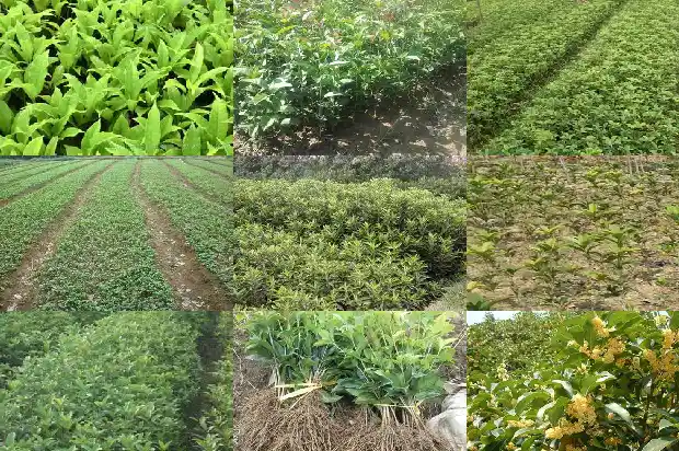 桂花香好闻吗1685234791929