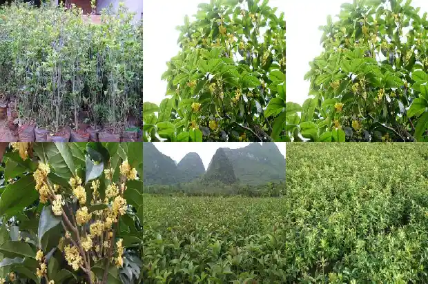 桂花树为什么有香味儿呢1685234815325