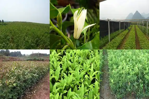 桂花树为什么有香味儿呢1685234815468