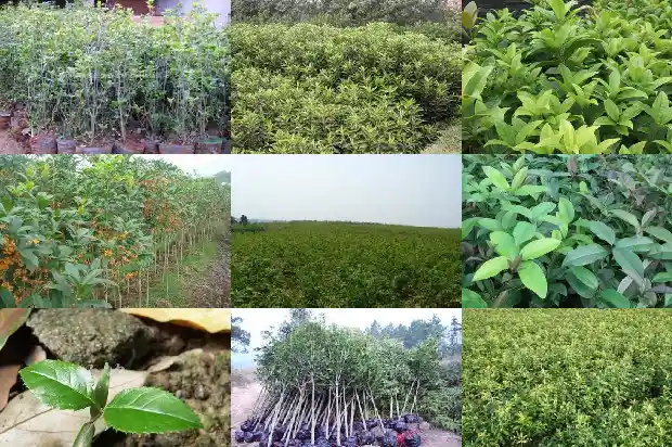 干桂花能泡酒吗?怎么泡好1689034785544