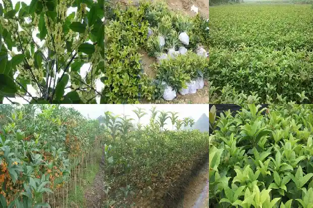 桂花树没开花时有香味吗怎么办1685234822817