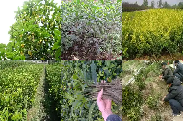 桂花的播种时间1688606920168