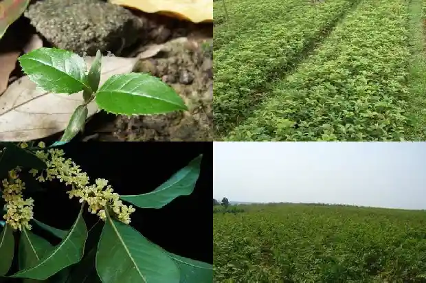 桂花树香味对人有什么好处呢1685234873608