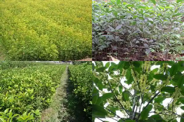 闻到桂花香怎么发朋友圈1685234885243
