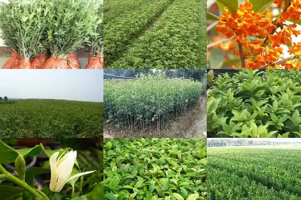 闻到桂花香怎么发朋友圈1685234885338
