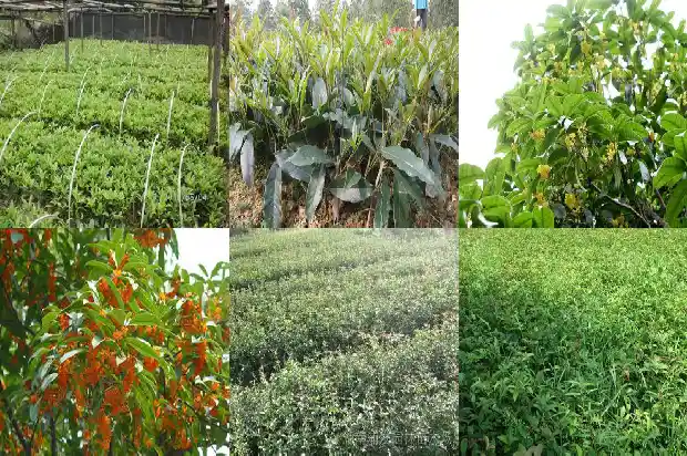 桂花香发朋友圈的句子1685234892857