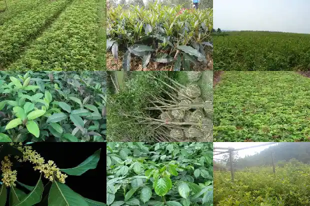 好香的桂花香怎么发朋友圈1685234902096