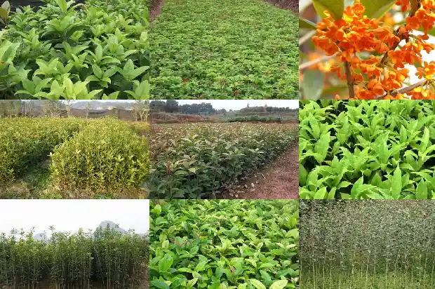好香的桂花香怎么发朋友圈1685234902143
