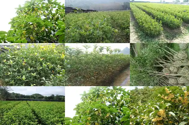 好香的桂花香怎么发朋友圈1685234902189