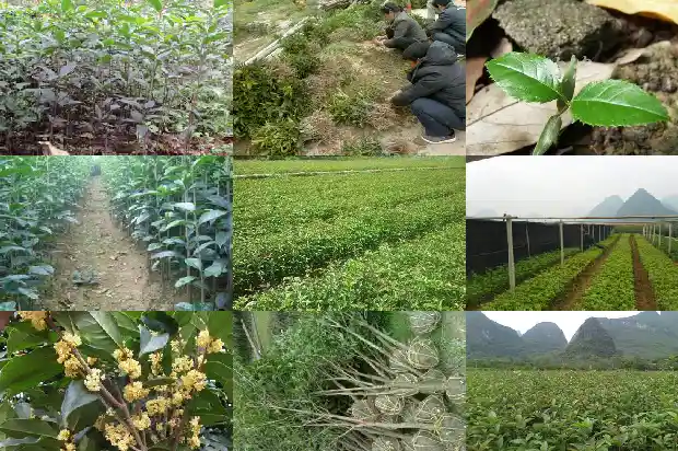 有关桂花香的朋友圈1685234909218