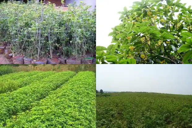 桂花香能闻吗1685234921066