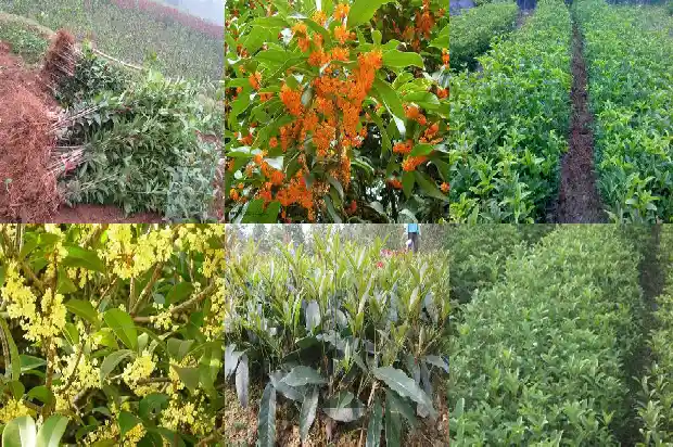 桂花香能闻吗1685234921161