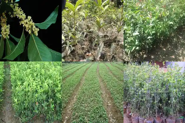 桂花香的功效是什么?1689120679899