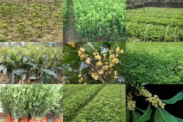 桂花树香味要开多久花才不香1685234945644