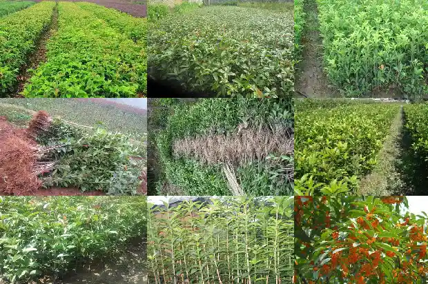 桂花树能香多久1685234956973