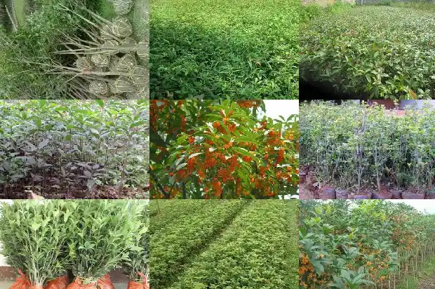 桂花树能香多久1685234957020