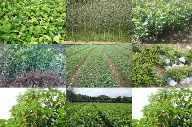 桂花树能香多久1685234957068