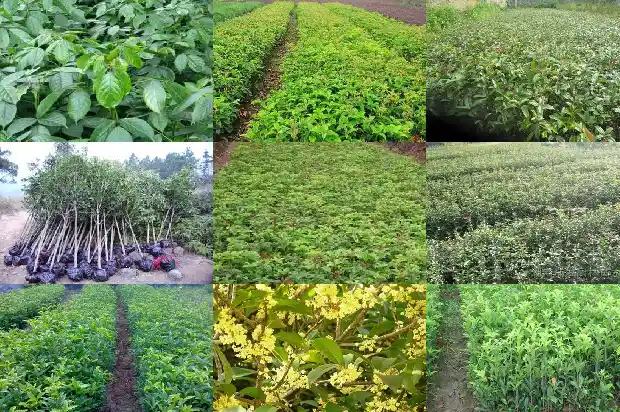 桂花的香味能持续多长时间1685234978555