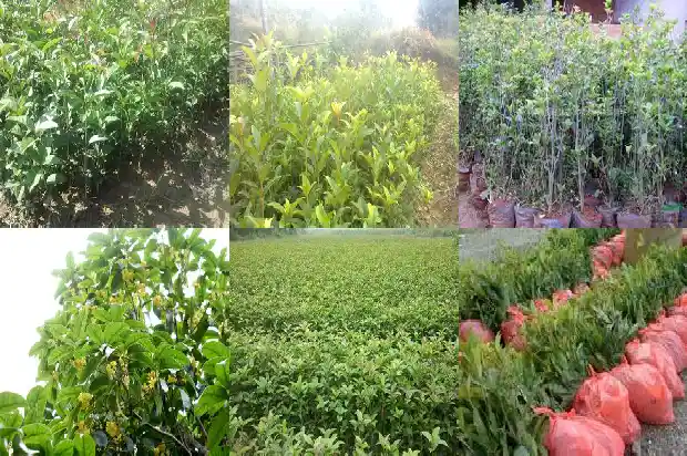 桂花的香味能持续多长时间1685234978651
