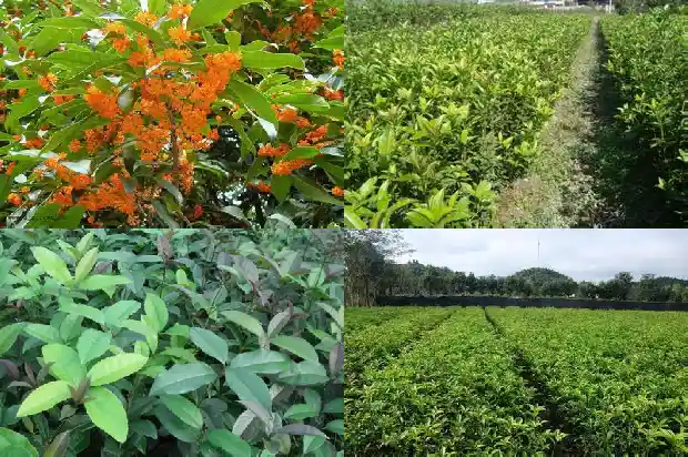 桂花香持续多久1685234986591