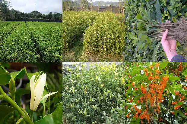 桂花香持续多久1685234986639