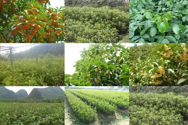 桂花树价格走势分析表1689838597569