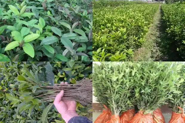 桂花树的气味39字怎么写的呢1685235025617