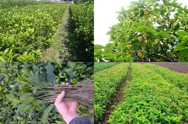 桂花树的气味39字怎么写的好看1685235037625