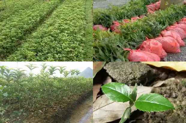 桂花树的气味39字怎么写的好看1685235037673