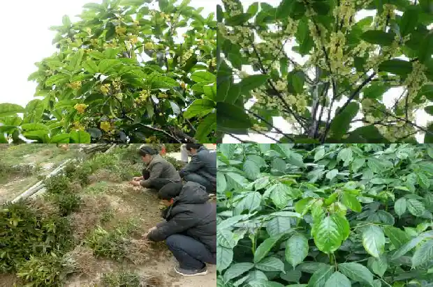 桂花的味道怎么写的1685235045177