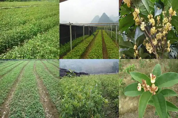 桂花的味道怎么写的1685235045225