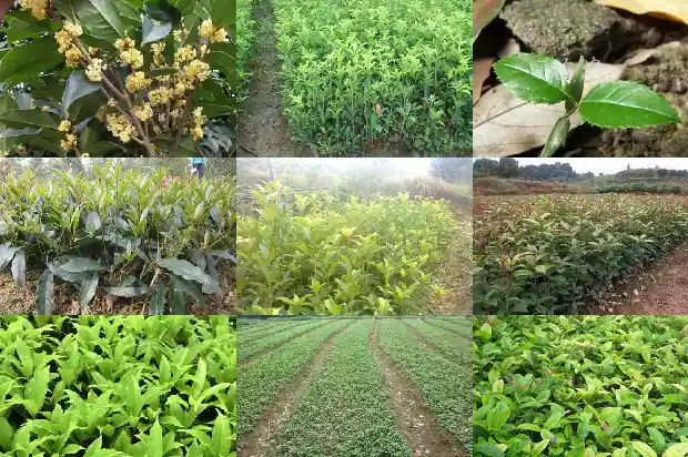 桂花的味道怎么写句子1685235057200