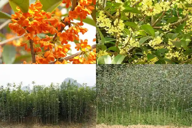 桂花的味道怎么写句子1685235057248