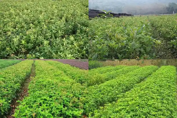 桂花味道怎么写才能写得好1685235066875