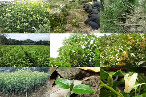 桂花的味道怎么形容1685235074268