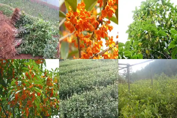 桂花的味道怎么形容1685235074316