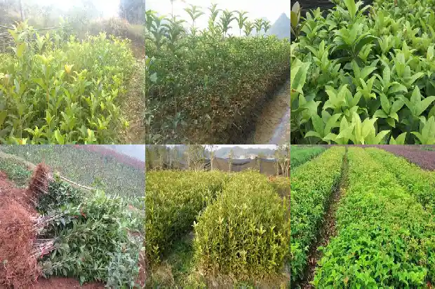 如何描述桂花的香味1685235081692