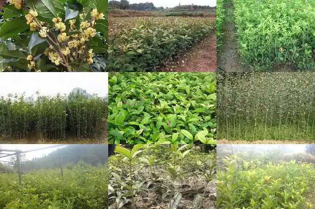 如何描述桂花的香味1685235081739
